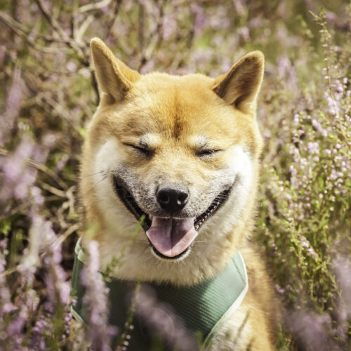Harry the Shiba